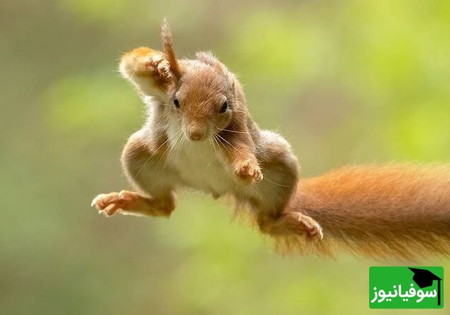 (ویدیو) حمله شگفتانگیز سنجاب به یک خرس غولپیکر/ موجود کوچکی که بشجاعانه به سراغ یک غول جنگل میرود!