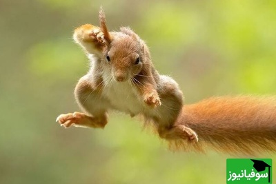 (ویدیو) حمله شگفت‌انگیز سنجاب به یک خرس غول‌پیکر/ موجود کوچکی که بشجاعانه به سراغ یک غول جنگل می‌رود!