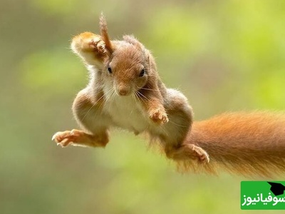 (ویدیو) حمله شگفتانگیز سنجاب به یک خرس غولپیکر/ موجود کوچکی که بشجاعانه به سراغ یک غول جنگل میرود!