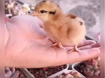 (ویدئو) فیلم‌برداری شگفت‌انگیزِ 21 روزه از مراحل رشد و تکامل جنین جوجه