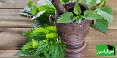 (ویدیو) گیاه خارق‌العاده‌ای که کبد، طحال و رحم شما را پاکسازی می‌کند؛ فواید گزنه را از دست ندهید!