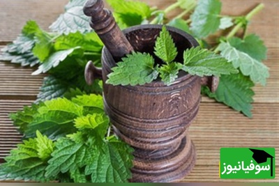 (ویدیو) گیاه خارق‌العاده‌ای که کبد، طحال و رحم شما را پاکسازی می‌کند؛ فواید گزنه را از دست ندهید!