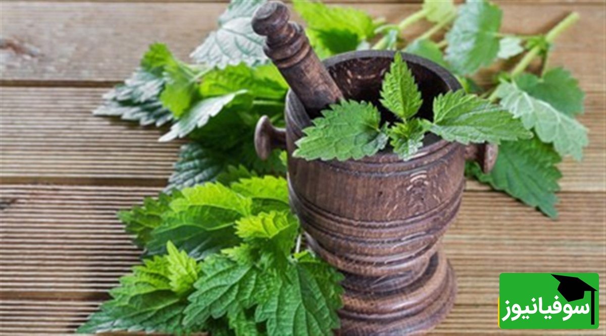 (ویدیو) گیاه خارق‌العاده‌ای که کبد، طحال و رحم شما را پاکسازی می‌کند؛ فواید گزنه را از دست ندهید!