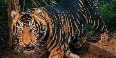 (ویدیو) معمای تازه در جنگل‌های هند/ کشف جهش ژنتیکی نادری که می‌تواند آینده یک گونه را تغییر دهد