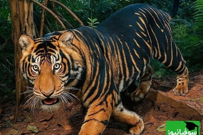 (ویدیو) معمای تازه در جنگل‌های هند/ کشف جهش ژنتیکی نادری که می‌تواند آینده یک گونه را تغییر دهد