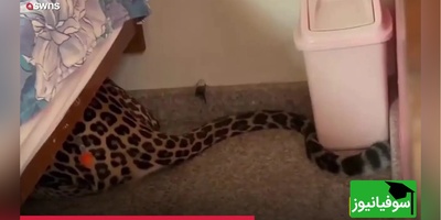 شوکه‌کننده! کشف پلنگ پنهان شده زیر تخت‌خواب در خانه+ ویدئو