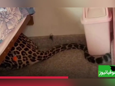 شوکه‌کننده! کشف پلنگ پنهان شده زیر تخت‌خواب در خانه+ ویدئو