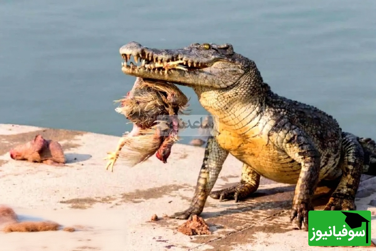 (ویدیو) مستند حیات وحش/ صحنه‌ای کم‌نظیر از حیات‌وحش؛ درگیری تمساح با گروهی از سمورها