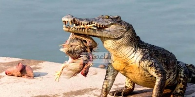 (ویدیو) مستند حیات وحش/ صحنه‌ای کم‌نظیر از حیات‌وحش؛ درگیری تمساح با گروهی از سمورها