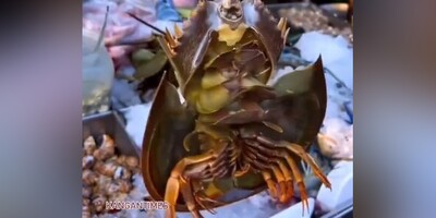 ویدیو/ ویژگی‌ منحصر‌به‌فرد خون آبی‌ رنگ "خرچنگ نعل‌اسبی" که از طلا گران‌تر است