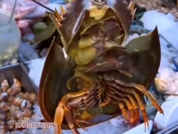 ویدیو/ ویژگی‌ منحصر‌به‌فرد خون آبی‌ رنگ "خرچنگ نعل‌اسبی" که از طلا گران‌تر است