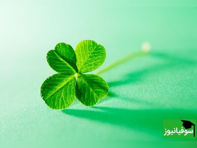 (ویدئو) تنفس شگفت‌انگیز گیاهان برای بقای انسان