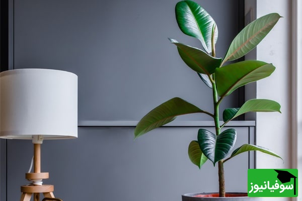 نگهداری از فیکوش