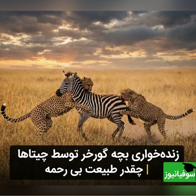 (ویدئو) زنده‌خواری در حیات وحش: گورخر در چنگال چیتاهای گرسنه