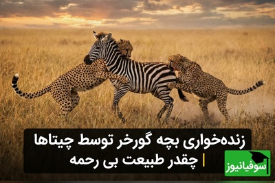 (ویدئو) زنده‌خواری در حیات وحش: گورخر در چنگال چیتاهای گرسنه