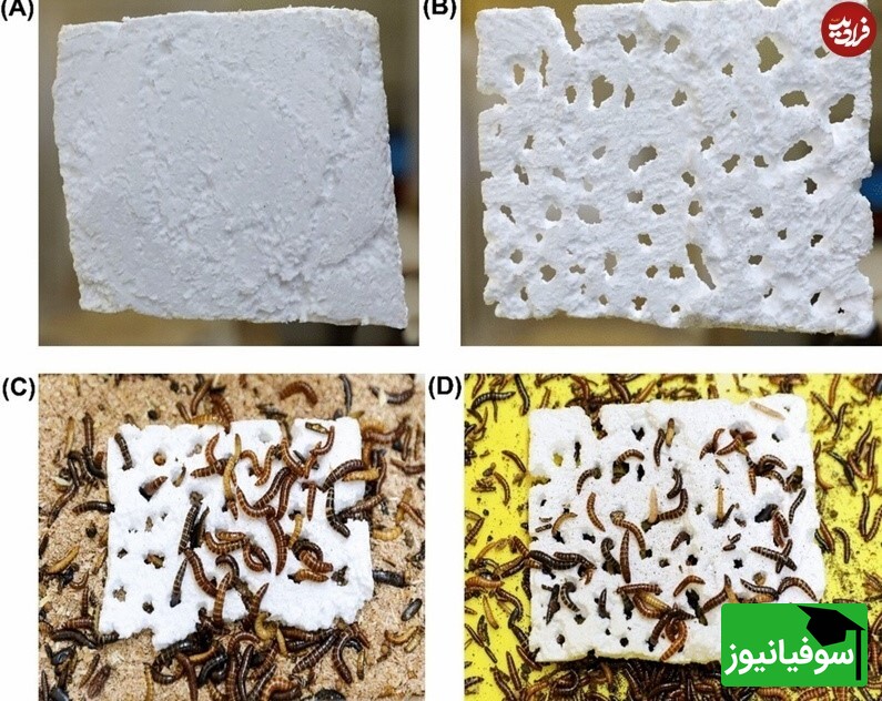 سوسکی که پلاستیک می‌خورد