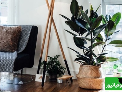 نحوه مراقبت و نگهداری فیکوس بلک| فیکوس الاستیکا به همراه نکات رشد/ اینجوری همیشه گلای سرزنده و شادابی داری+ عکس