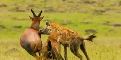 (ویدئو) مستندحیات وحش، راز بقا؛ این داستان: نبرد دلهره آور دو کفتار برای شکار گوزن