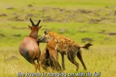 (ویدئو) مستندحیات وحش، راز بقا؛ این داستان: نبرد دلهره آور دو کفتار برای شکار گوزن