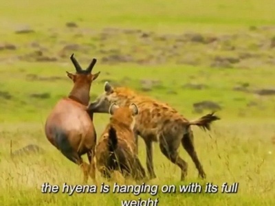 (ویدئو) مستندحیات وحش، راز بقا؛ این داستان: نبرد دلهره آور دو کفتار برای شکار گوزن