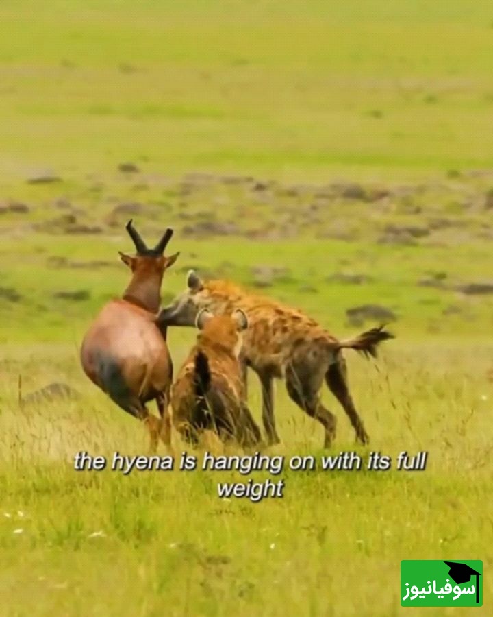 (ویدئو) مستندحیات وحش، راز بقا؛ این داستان: نبرد دلهره آور دو کفتار برای شکار گوزن