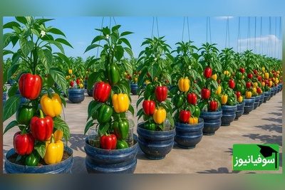 (ویدئو) باور کن با همین بطری نوشابه می‌تونی فلفل پرورش بدی! 🌶 ترفندی که همه رو شگفت‌زده کرده