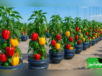 (ویدئو) باور کن با همین بطری نوشابه می‌تونی فلفل پرورش بدی! 🌶 ترفندی که همه رو شگفت‌زده کرده