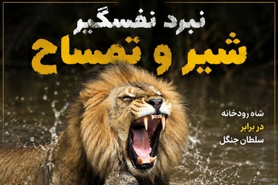 فیلم/نبر شیر و تمساح؛ درس عبرت سلطان به هیولای زره‌پوش