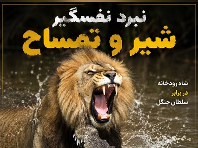 فیلم/نبر شیر و تمساح؛ درس عبرت سلطان به هیولای زره‌پوش