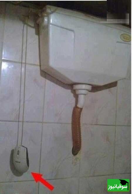 فلش تانک و ماوس