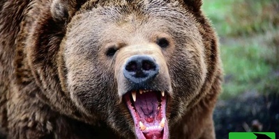 لحظات سرنوشت ساز در دل جنگل /یورش ناگهانی خرس گریزلی به یک زن، نفس‌ها را در سینه حبس می‌کند/فقط چند ثانیه با مرگ فاصله داشت