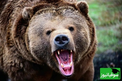 لحظات سرنوشت ساز در دل جنگل /یورش ناگهانی خرس گریزلی به یک زن، نفس‌ها را در سینه حبس می‌کند/فقط چند ثانیه با مرگ فاصله داشت