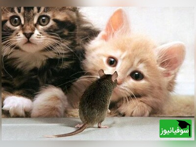 ویدیو/ عوارض مسمومیت با توکسوپلاسما/ دارویی که موش را عاشق گربه‌ها می‌کند