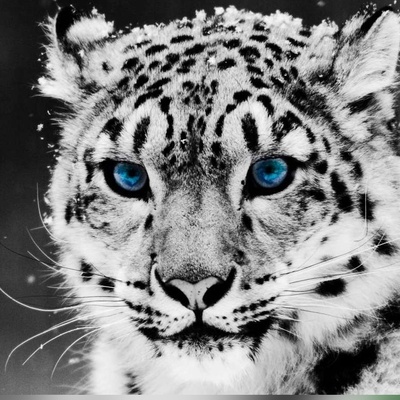 (ویدئو) نگاهی به پلنگ برفی، قهرمان پرش‌های 15 متری در دل هیمالیا! / شکارچی مرموزی که قانون جاذبه را به چالش می‌کشد