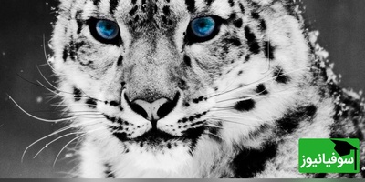 (ویدئو) نگاهی به پلنگ برفی، قهرمان پرشهای 15 متری در دل هیمالیا! / شکارچی مرموزی که قانون جاذبه را به چالش میکشد