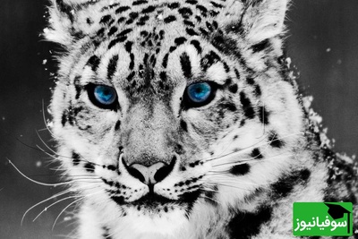 (ویدئو) نگاهی به پلنگ برفی، قهرمان پرش‌های 15 متری در دل هیمالیا! / شکارچی مرموزی که قانون جاذبه را به چالش می‌کشد