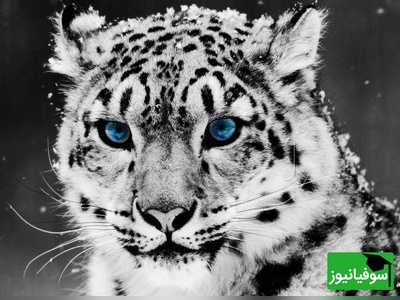 (ویدئو) نگاهی به پلنگ برفی، قهرمان پرش‌های 15 متری در دل هیمالیا! / شکارچی مرموزی که قانون جاذبه را به چالش می‌کشد