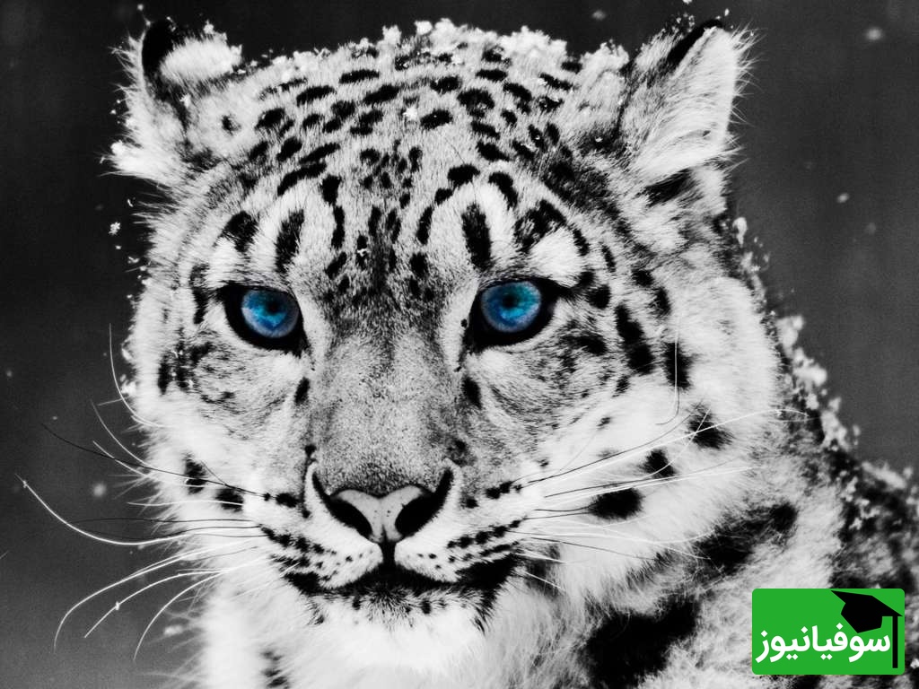 (ویدئو) نگاهی به پلنگ برفی، قهرمان پرشهای 15 متری در دل هیمالیا! / شکارچی مرموزی که قانون جاذبه را به چالش میکشد