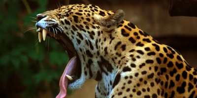 (ویدیو) مستند حیات وحش/ جگوار در کمین کواتی‌ها حمله‌ای برق‌آسا و ناپدید شدن اسرارآمیز در دل جنگل