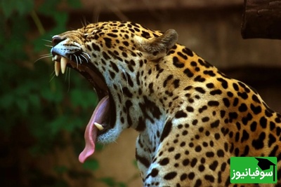 (ویدیو) مستند حیات وحش/ جگوار در کمین کواتی‌ها حمله‌ای برق‌آسا و ناپدید شدن اسرارآمیز در دل جنگل