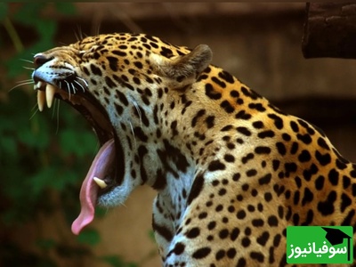 (ویدیو) مستند حیات وحش/ جگوار در کمین کواتی‌ها حمله‌ای برق‌آسا و ناپدید شدن اسرارآمیز در دل جنگل