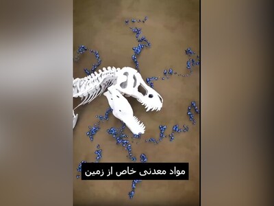 (ویدئو) مراحل جالب تبدیل اجساد حیوانات به فسیل