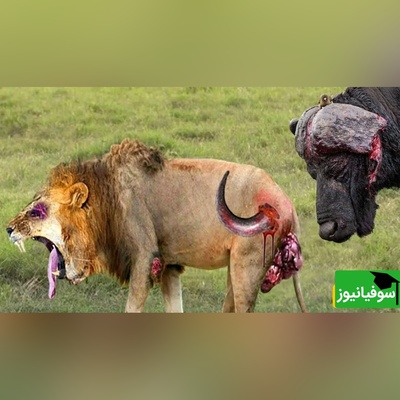 (ویدئو) مستند حیات وحش حیوانات/راز بقا: نبرد  نفس‌گیر شیر و گاومیش/ رفیق خوب تمام ماجراست!