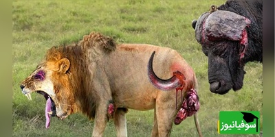(ویدئو) مستند حیات وحش حیوانات/راز بقا: نبرد  نفس‌گیر شیر و گاومیش/ رفیق خوب تمام ماجراست!