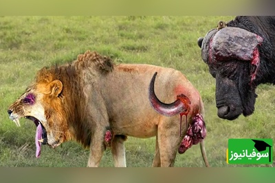 (ویدئو) مستند حیات وحش حیوانات/راز بقا: نبرد  نفس‌گیر شیر و گاومیش/ رفیق خوب تمام ماجراست!