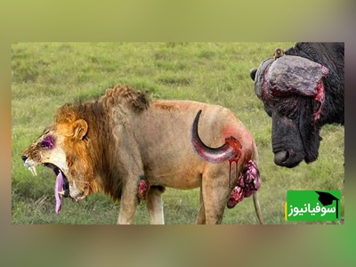 (ویدئو) مستند حیات وحش حیوانات/راز بقا: نبرد  نفس‌گیر شیر و گاومیش/ رفیق خوب تمام ماجراست!