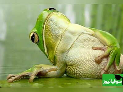 ویدیو/ داستان کوتاه انگلیسی «سرماخوردگی قورباغه کوچولو» با زیرنویس فارسی چسبیده