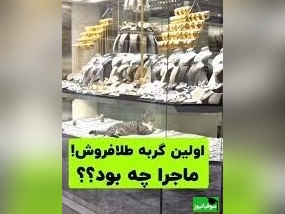 فیلم جذابی از طلافروشی گربه ای که داخل ویترین لم دادنش از همه چی جذابتره🤣+ ویدئو