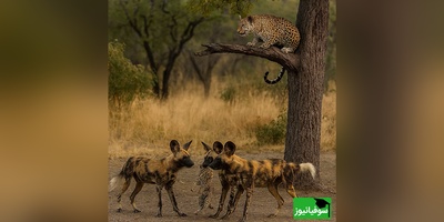 (ویدئو) مستند حیات وحش حیوانات/ ماجرای امروز راز بقا: لحظه‌ای که نفستان بند می‌آید؛ مبارزه پلنگ مادر برای حفظ توله‌اش در برابر گله سگ‌های وحشی
