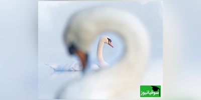 از زیبایی بهشتی تا نگاه نوجوان اسپانیایی؛ تصاویر منتخب مسابقه عکاسی پرندگان 2024